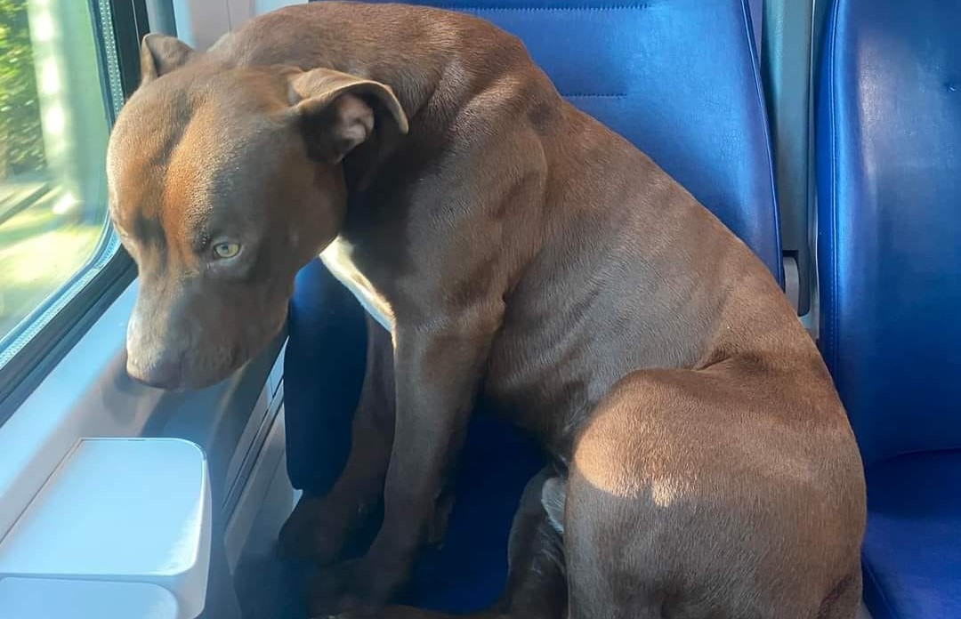 Pitbull Viaggia Da Solo In Treno Fino A Venezia Lasiciliaweb