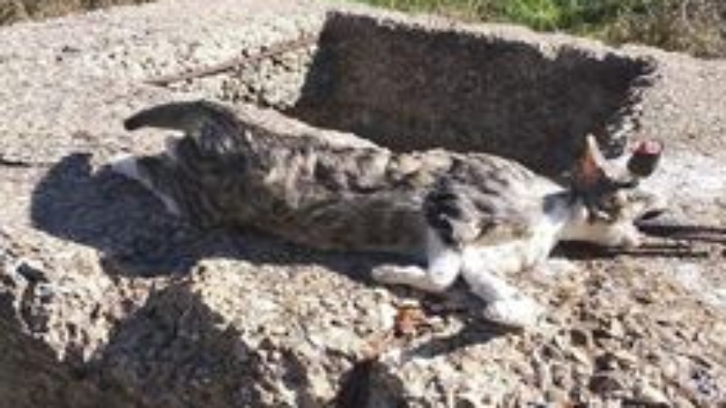 Cacciavite nell'occhio: gatto torturato e ucciso – lasiciliaweb