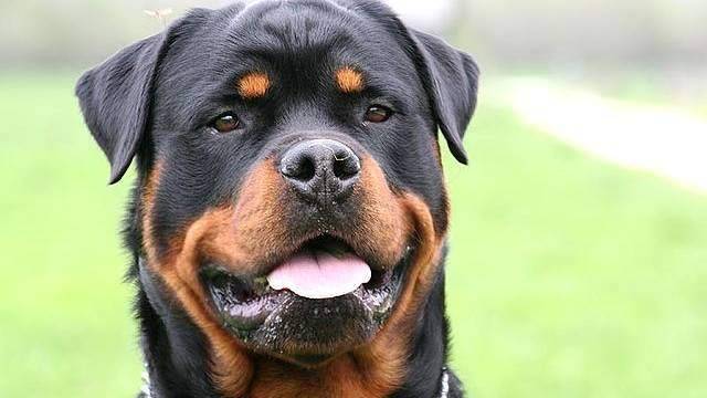 640px-Rottweiler-Head.jpg