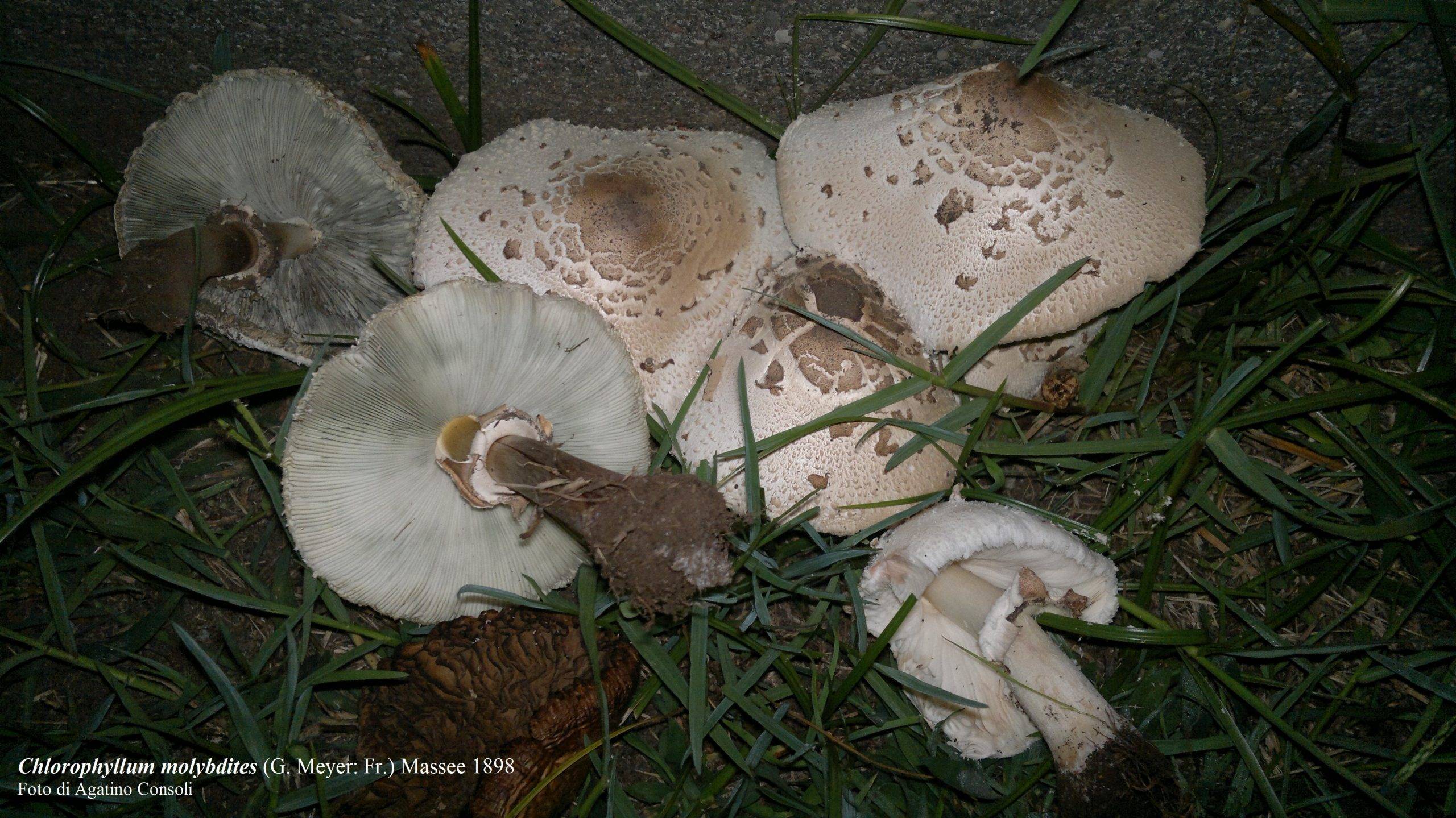 ASP-CATANIA-intossicazioni-da-funghi-20.09.2023-chlorophyllum-molybdites-scaled.jpg