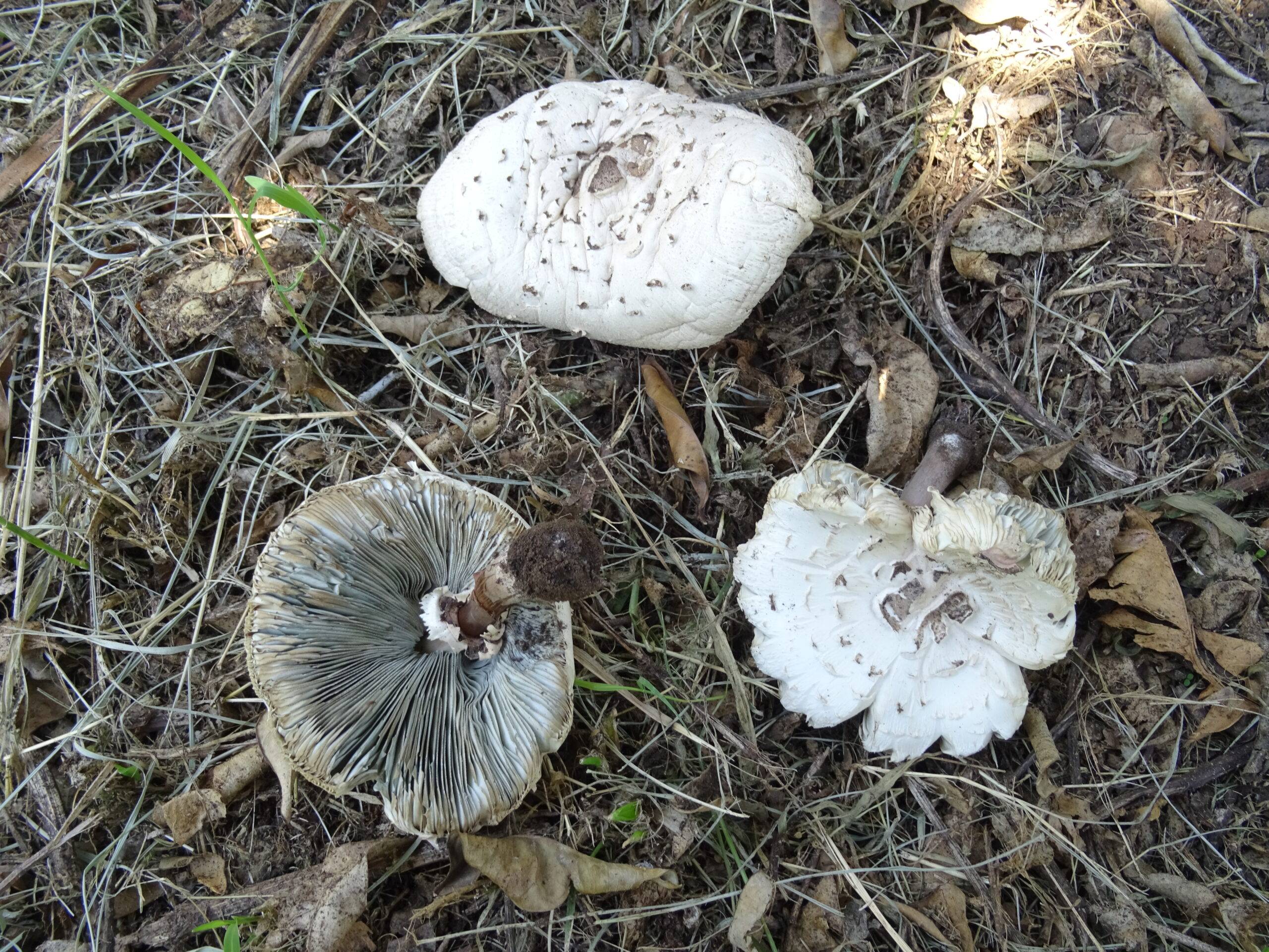 ASP-Catania-intossicazione-da-funghi-19.10.2021-chlorophyllum-molybdites-scaled.jpg