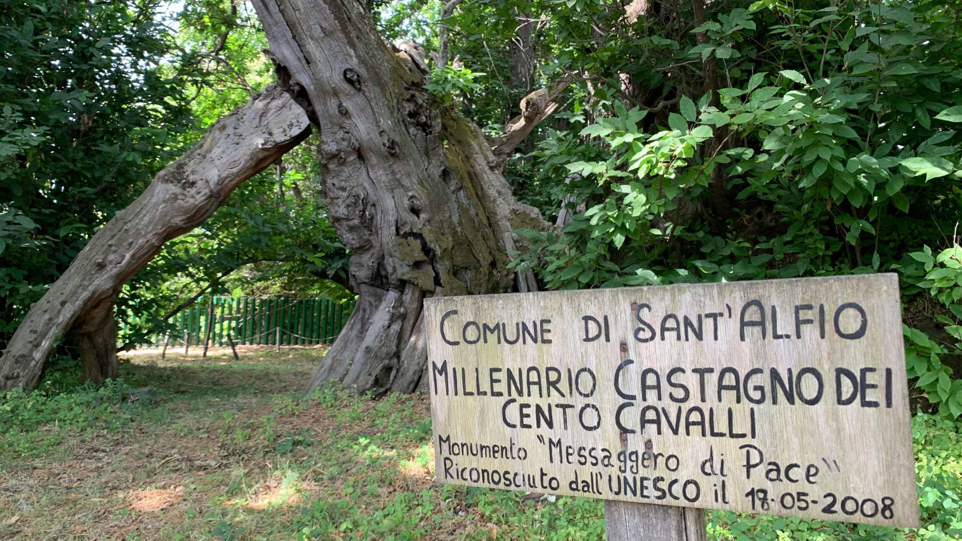 Albero-Cento-castagni4.jpg