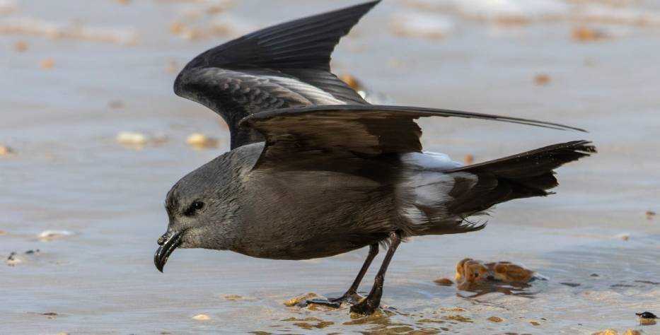 Leachs_Storm-petrel_Saint-Jean-de-Monts_01.jpg