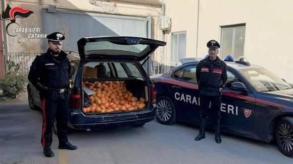 arresti-per-furti-arance.jpg