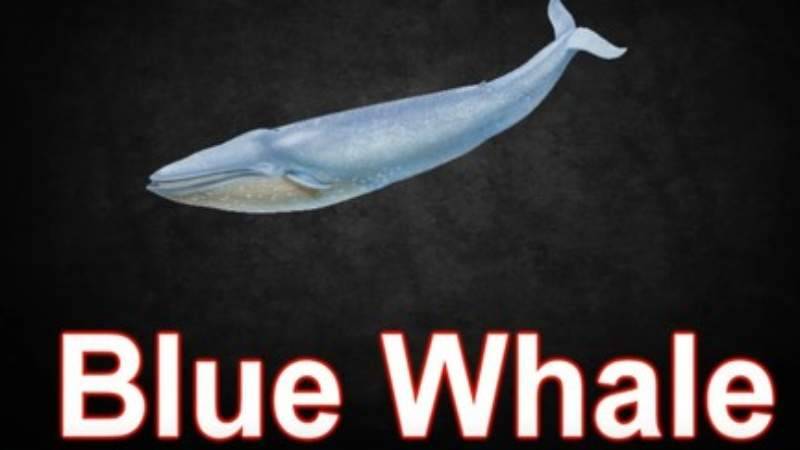 blue-whale.jpg