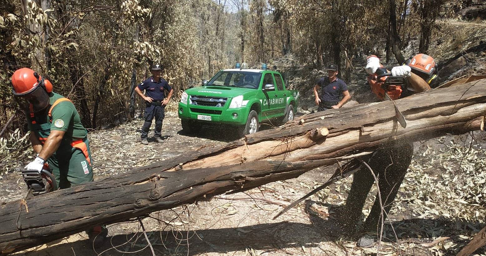 boschi-carabinieri-forestali.jpeg