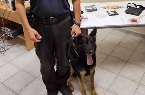 cane-antidroga-carabinieri.jpg