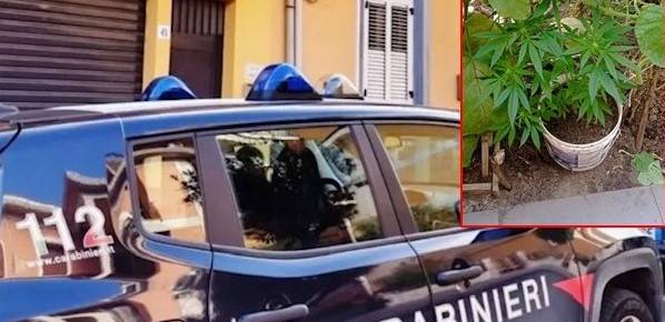 carabinieri-zucchine-e-marijuana.jpg