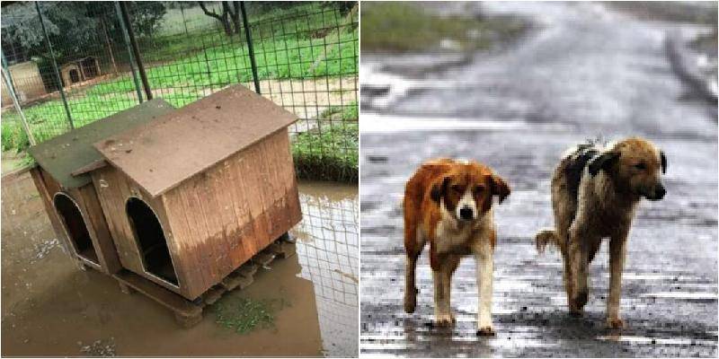 maltempo-cuccia-allagata-e-cani.jpg