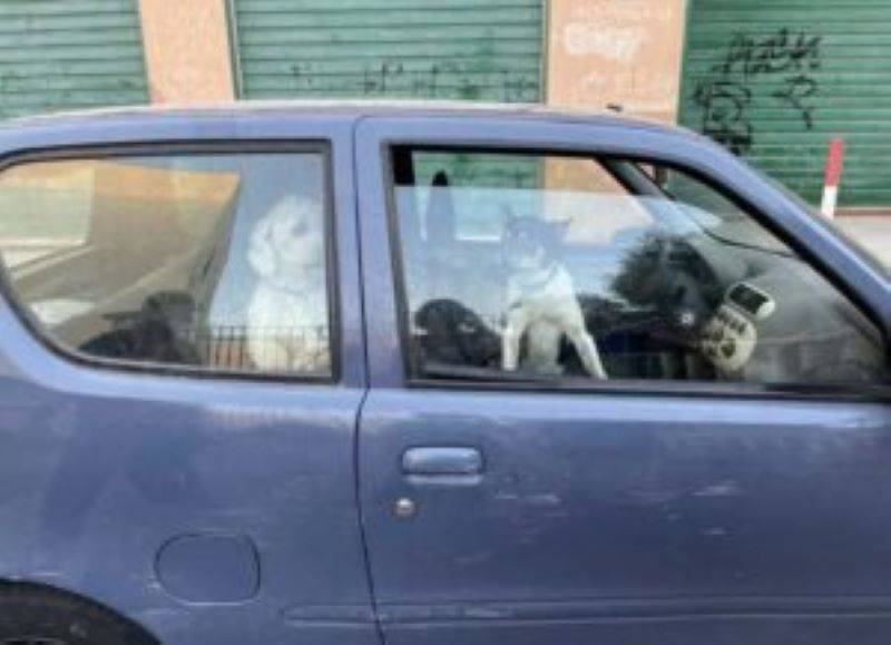 palermo-sequestro-cani-auto-2-300x217-1.jpg