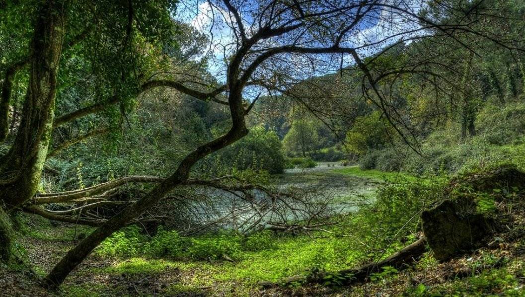 riserva-naturale-di-ficuzza-bosco.jpg