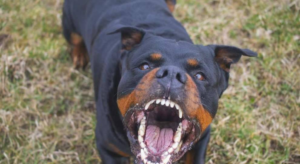 rottweiler-3.jpg