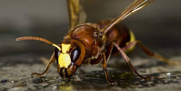 vespa-orientalis-genova.jpg